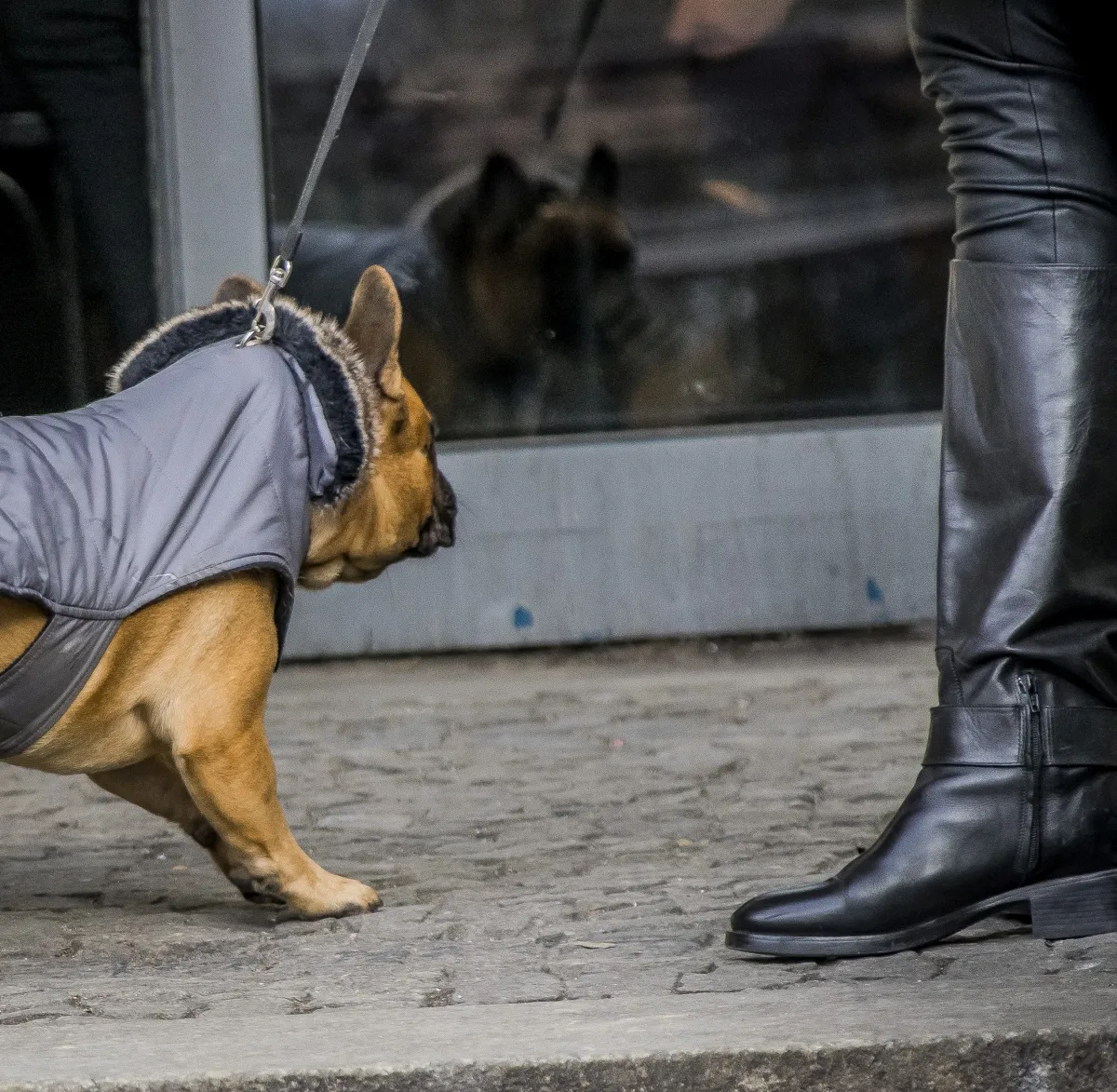 Dog in a coat sniffing a woman's boot beside a shop window
